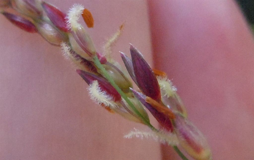 Sorghum halepense / Sorgo selvatico